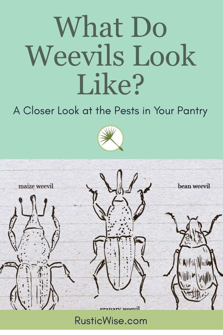 Take a closer look at the different types of weevils you might find in your pantry. Large Storage Containers, Maize, Pest Control, Pantry, Take A, Look At, Rice