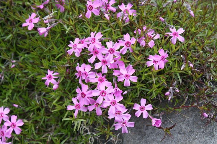 small pink flowers growing out of the ground