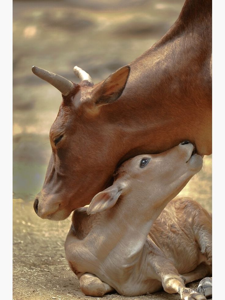 a baby cow nursing from its mother on the ground