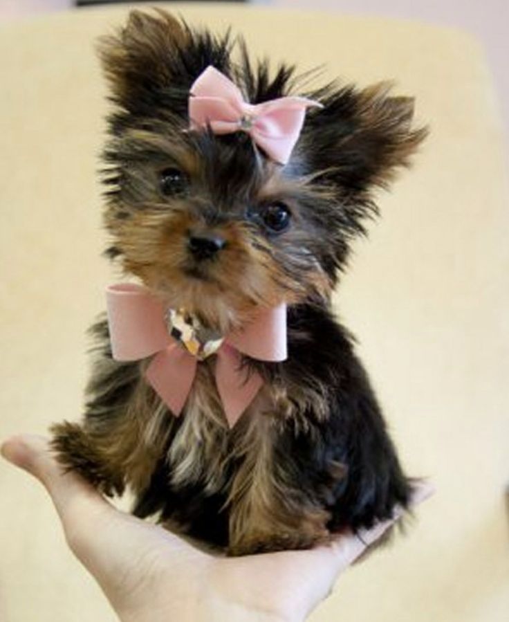 a small dog with a pink bow on its head sitting in someones hand and the caption says yorkshire terrier