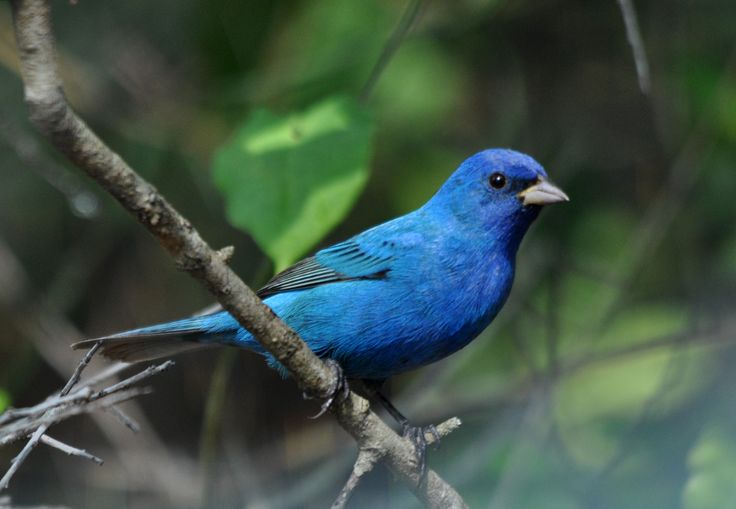 a blue bird sitting on top of a tree branch