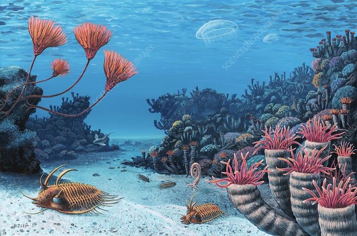 an underwater scene with corals and sea animals