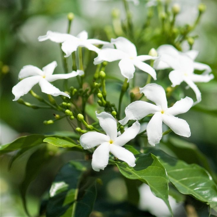 white flowers with green leaves in the background