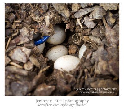 a blue bird is sitting in the middle of some rocks and dirt with three eggs