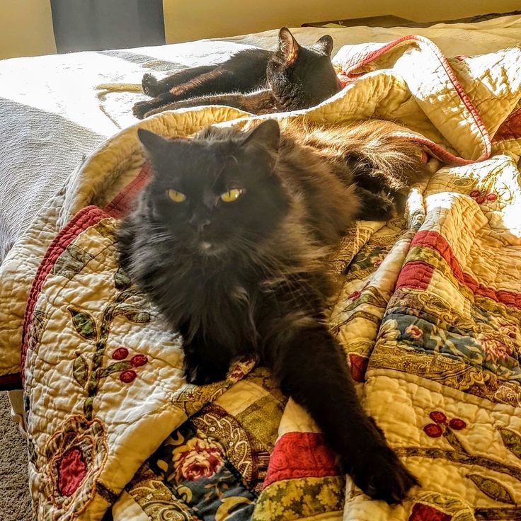 two black cats laying on top of a quilted bedspread in a bedroom