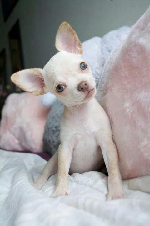 a small white dog sitting on top of a bed next to a pink and gray blanket