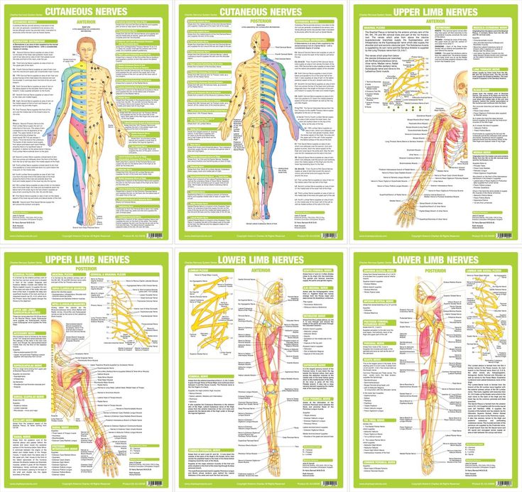 Nervous System Anatomy Posters - Set of 6