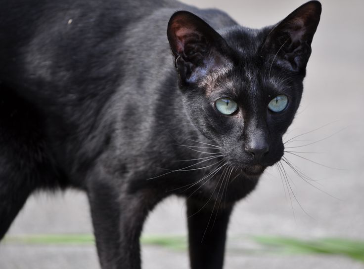 a black cat with blue eyes looking at the camera while standing on concrete surface next to grass