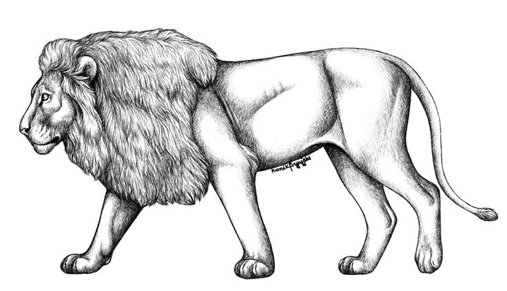 a black and white drawing of a lion standing on one leg with its head turned to the side