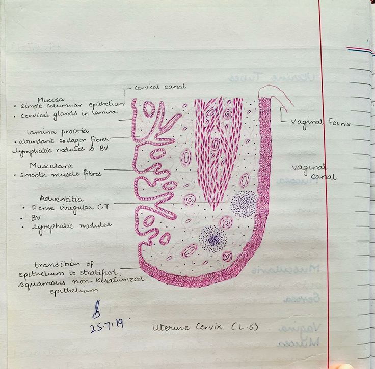 Uterine Cervix Histology Diagram