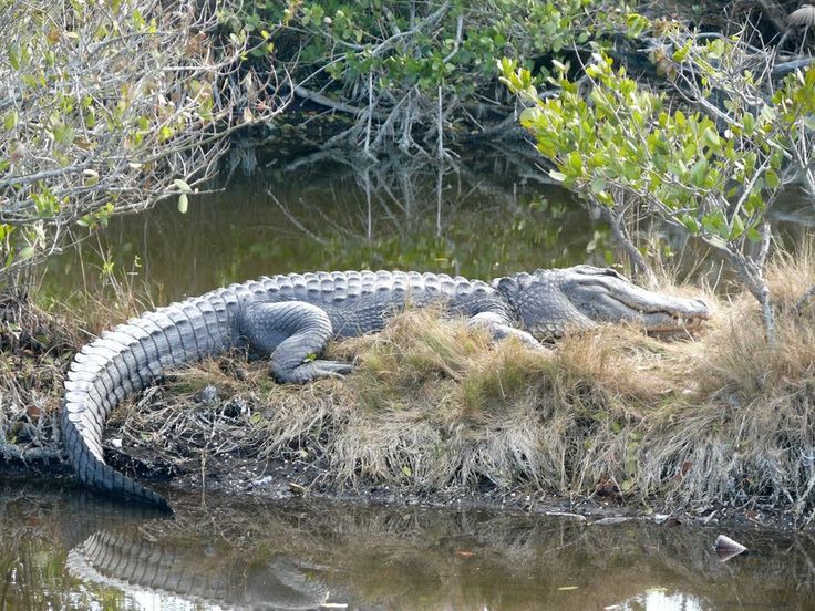 an alligator laying on the bank of a river in front of some trees and bushes