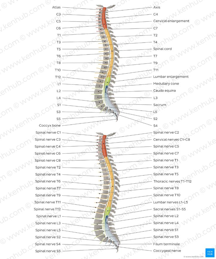 Diagram / Pictures: Vertebral column and spinal nerves (Anatomy ...