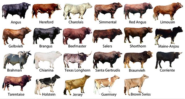 an image of cows that are in different colors and sizes for each type of animal