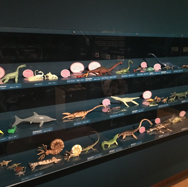 there are many different types of animals on display in the glass case at the museum