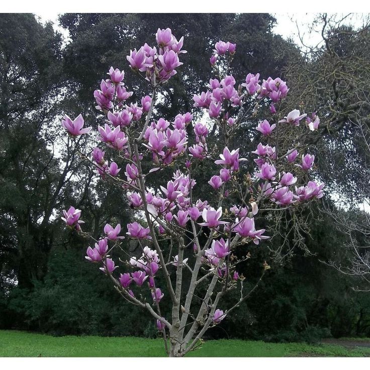 a tree with purple flowers in front of some trees