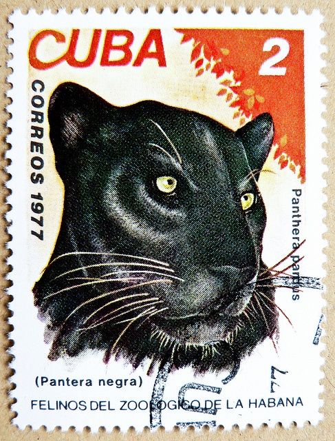 stamp Cuba 2c black panther Leopard (Panthera pardus) Pantera ...