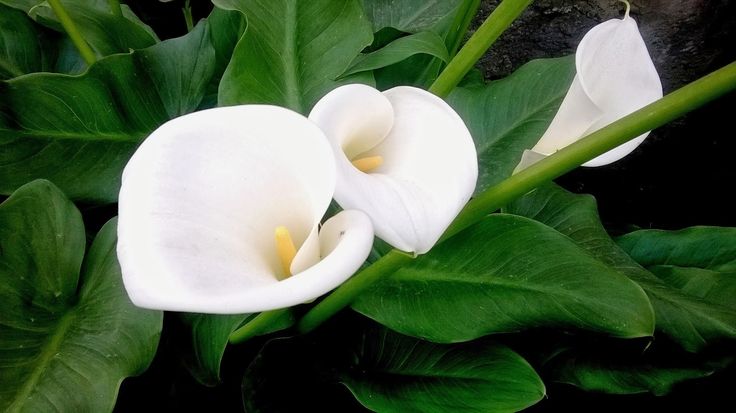 two white flowers sitting on top of green leaves