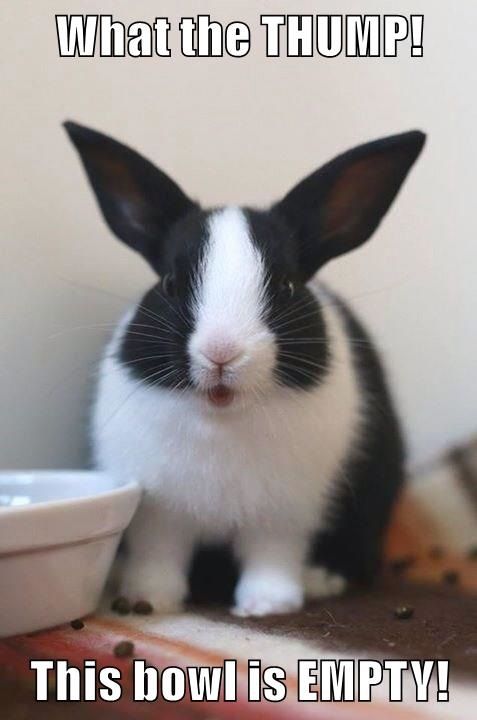 a black and white rabbit sitting next to a bowl