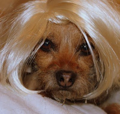 Dogs wearing wigs Jessner Peel, Cake Mix Pancakes, Wearing Wigs, Chemical Peel At Home, Mountain Dream Homes, Funfetti Cake Mix, Red Velvet Cake Mix, How To Wear A Wig, Dog Water Bowls