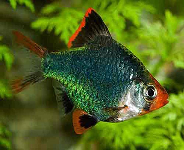 a green and red fish swimming in an aquarium with plants around it's sides