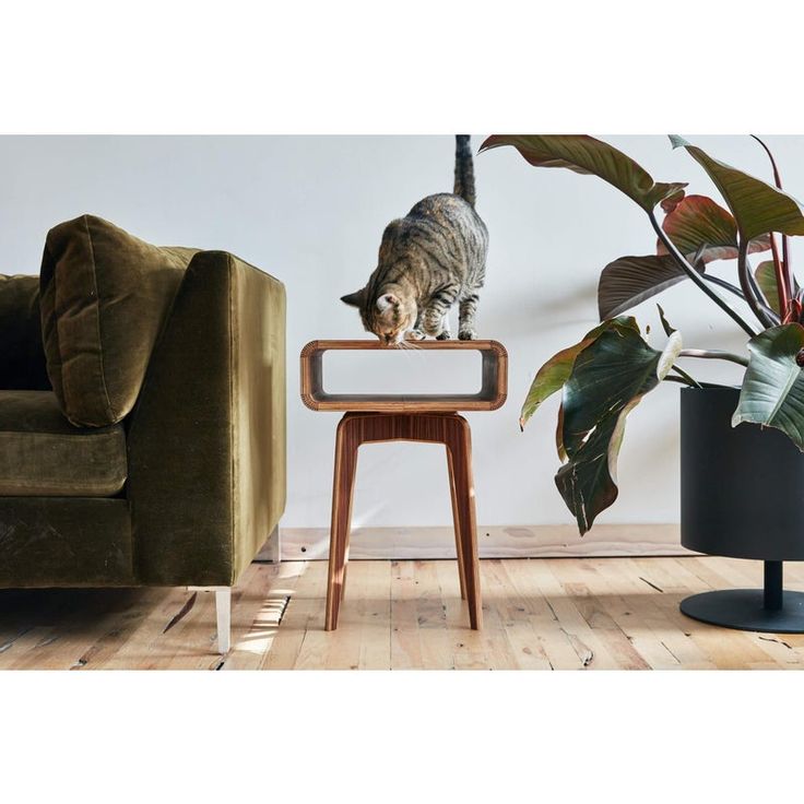 a cat standing on top of a wooden table next to a chair and potted plant