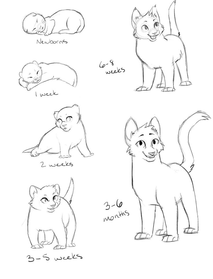 Kit ref | Warrior cat drawings, Cat drawing tutorial, Warrior cats fan art