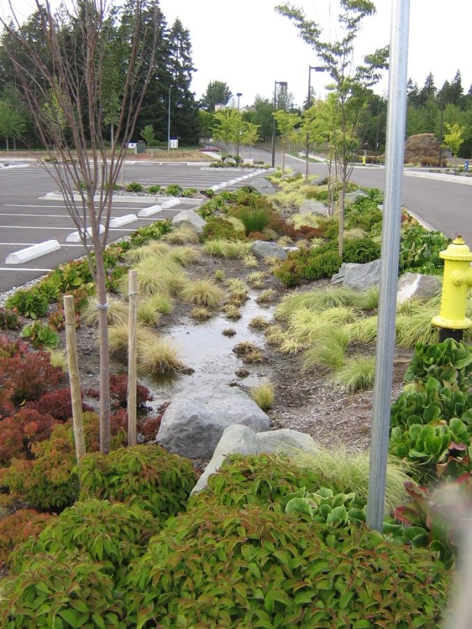 there is a yellow fire hydrant on the side of the road next to some plants