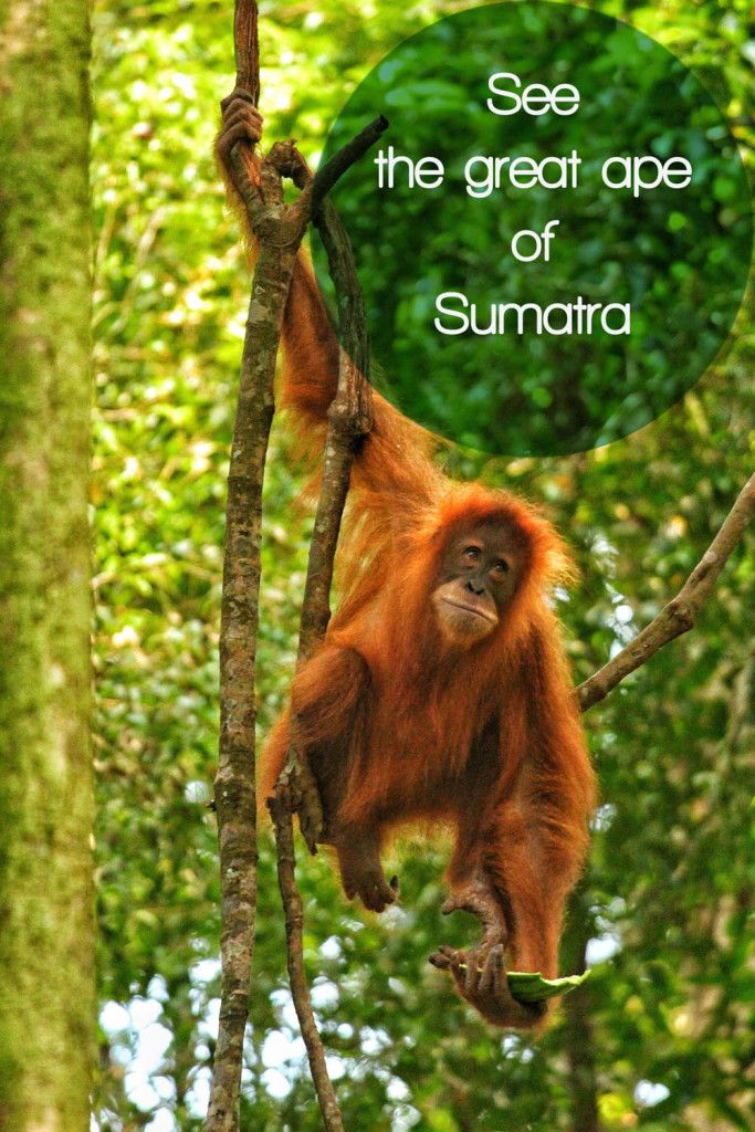 an adult oranguel hanging from a tree branch