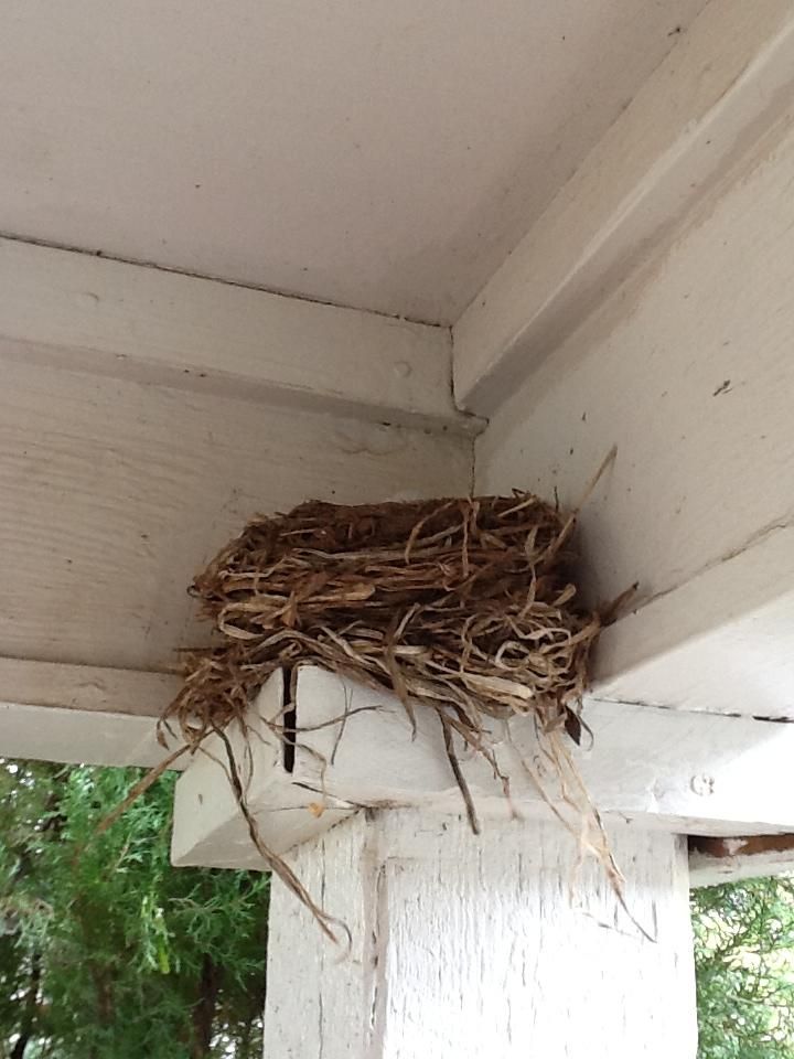 a bird's nest on the side of a house