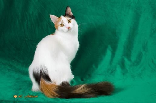 a white and brown cat sitting on top of a green cloth