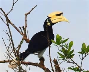 a black and white bird with a yellow beak sitting on a tree branch in front of a blue sky