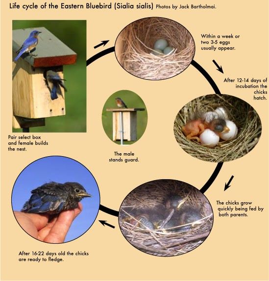 the life cycle of an eastern bluebird showing its eggs and their nests, including two baby birds