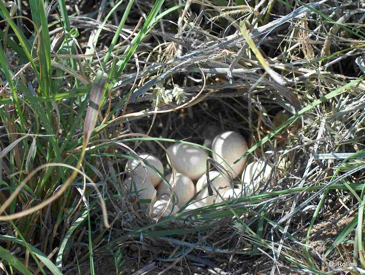 three eggs in a nest on the ground surrounded by green grass and tall grasses, with one egg hatched at the end