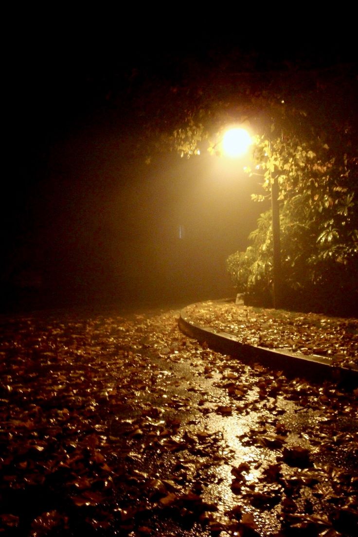 a street light shines in the dark on a wet road with leaves all over it