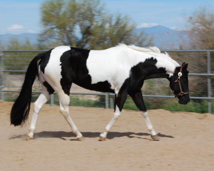 a black and white horse trotting in an enclosure