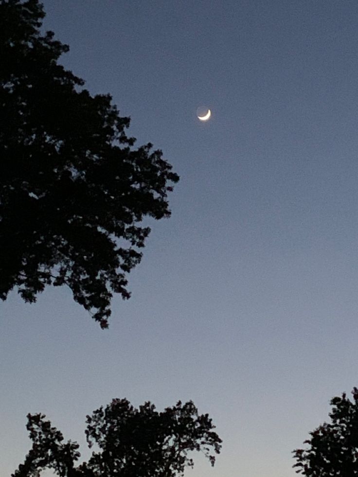 the moon is seen through some trees at dusk