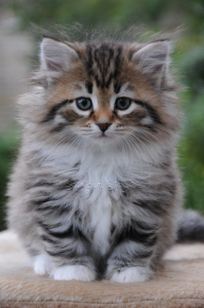 a small kitten sitting on top of a wooden table next to a green bush in the background