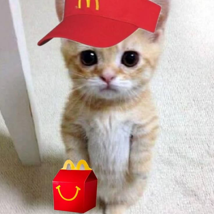 matching mcdonalds cat pfp | matching pfps | Matching cat pfp friends ...