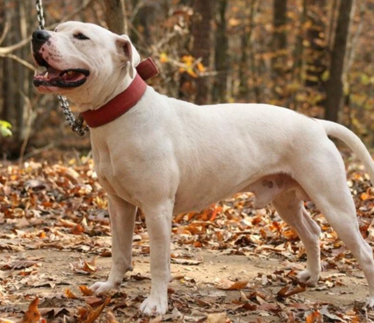 a large white dog standing on top of leaves covered ground with trees in the background