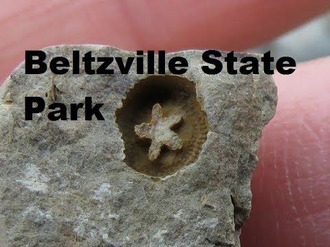 Finding more cool Fossils at Beltzville State Park, PA | Fossil hunting,  Fossils, Rock hounding