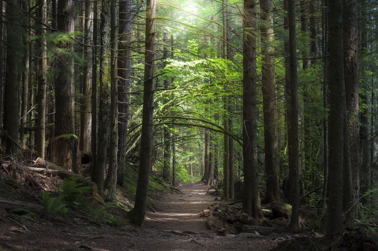 a dirt path in the middle of a forest with lots of trees on both sides