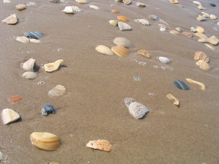 many different shells are on the sand at the beach