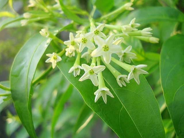 some white flowers are blooming on the green leaves