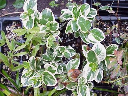 some green and white plants in a pot