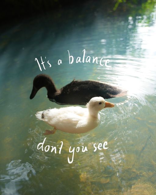 two ducks floating on top of a body of water with the caption it's a balance don't you see