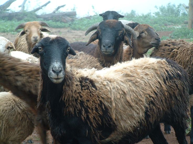 a herd of sheep standing next to each other on a dirt field with trees in the background