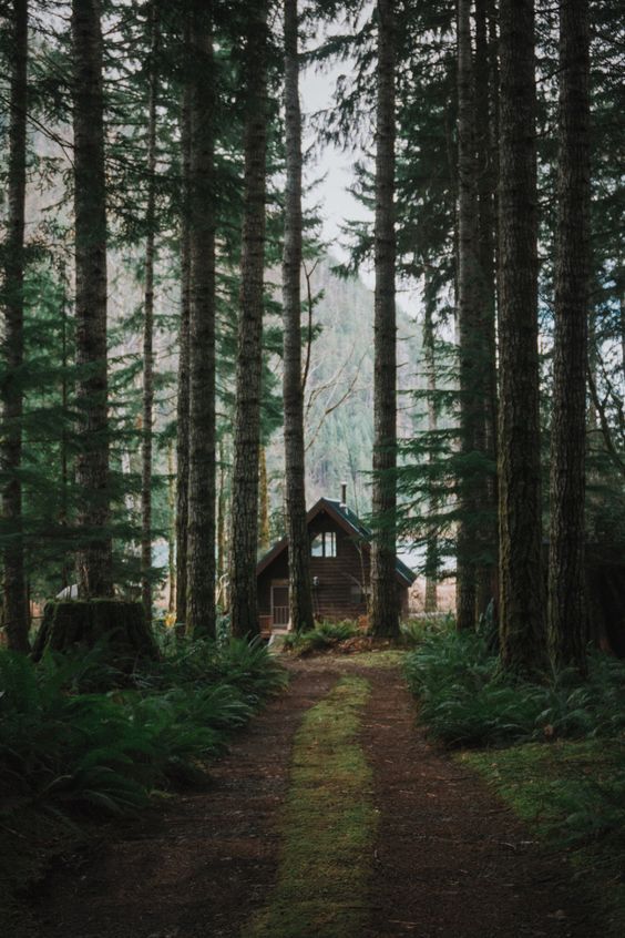 a path through the woods leading to a small hut in the middle of the forest