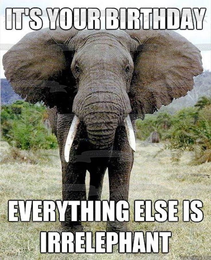 Meme Happy Birthday Elephant 