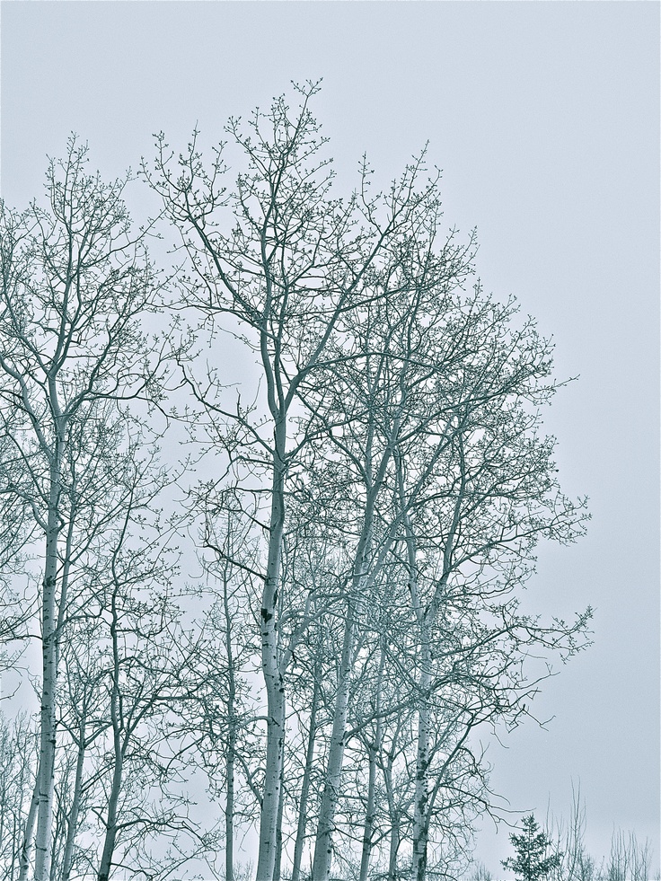 trees with no leaves in the snow on a foggy day and one bird is perched at the top of the tree