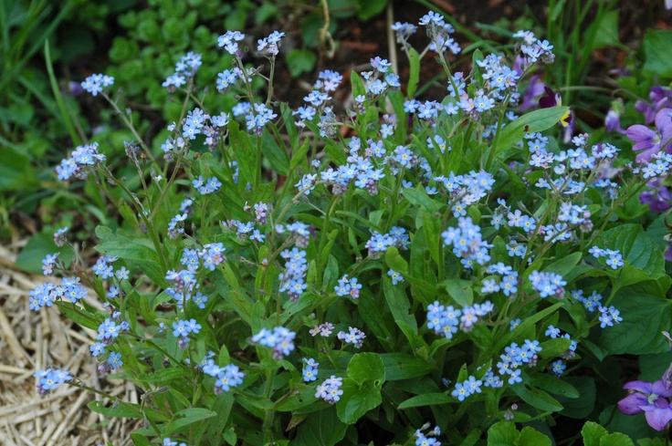 small blue flowers are growing in the grass